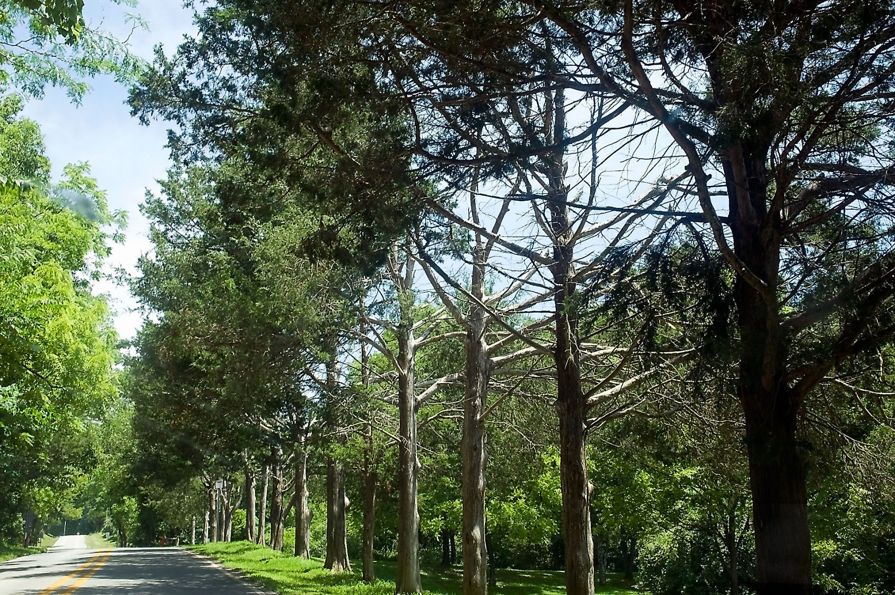 Cedars
